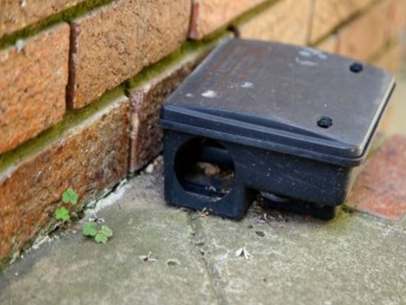 Comprehensive Rat Control: Proven Pest Control Methods