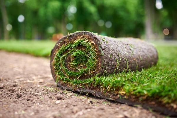 DIY Artificial Grass Installation: What You Need to Know