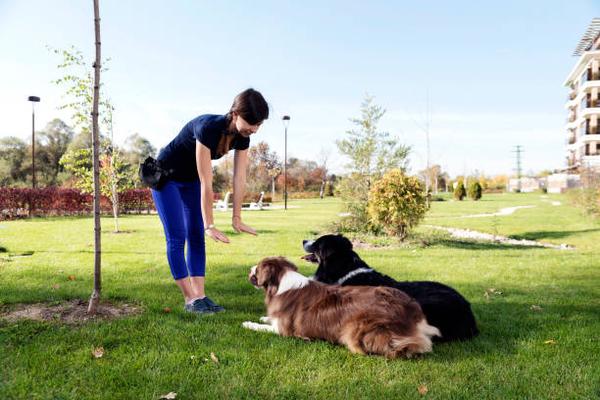 Fun and Effective Dog Training for a Happy Home